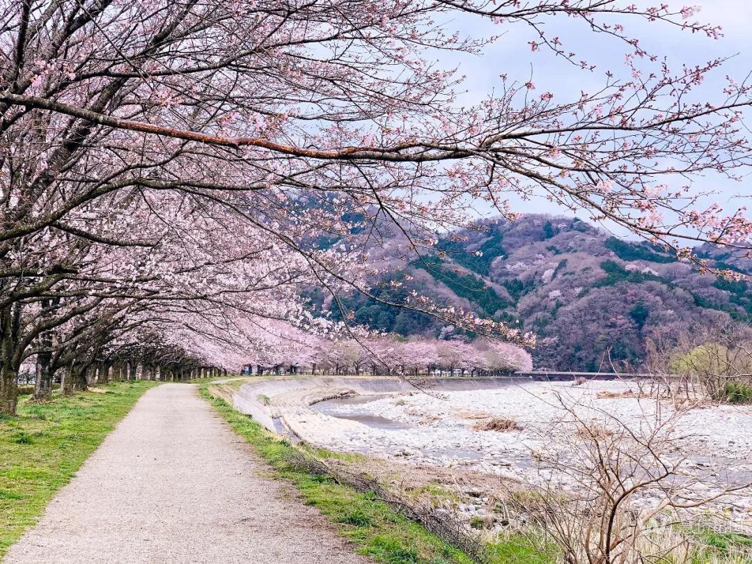 【原创】日本荣登全球最理想移居国亚军！在日居留外国人30%是中国人，排名第一4.jpg